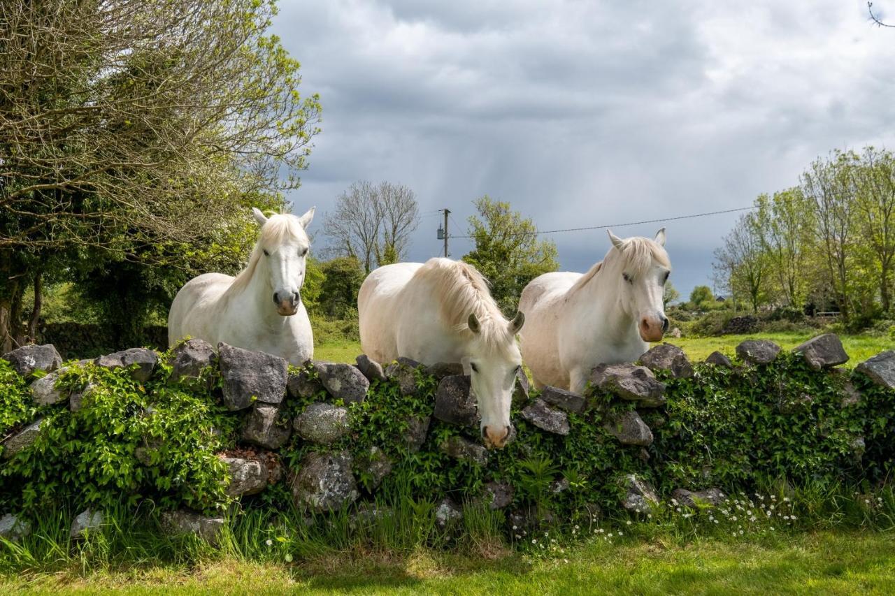Luxury Apartment, Bed And Breakfast Galway Eksteriør bilde
